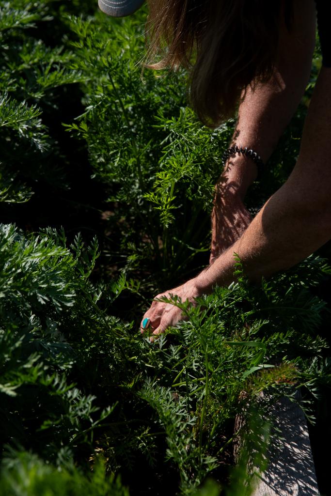 A woman's hands reach into a garden bed filled with large, organic carrot greens from the top right corner of the image. 